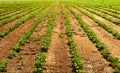 Vegetable farm