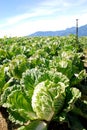 Vegetable farm of green Chinese cabbage . Royalty Free Stock Photo