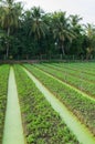 Vegetable farm in Mekong Delta