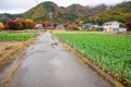 Vegetable farm near Maple corridor with mist, Kawaguchiko