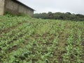 A vegetable farm in Nuwara Eliya, Sri Lanka