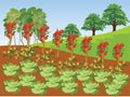 Vegetable Farm Vector Illustration and Background