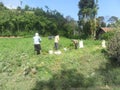 Vegetable farmer in Temanggung