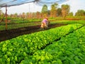 Vegetable farmer in West Kalimantan, Indonesia