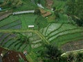 Vegetable farming under the foot of Mount Slamet