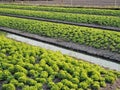 Vegetable field Green lettuce with canal.