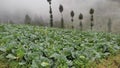 The vegetable field under the foot of the mountain looks fresh green