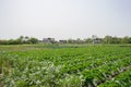 Vegetable fields before farmhouses in sunny spring