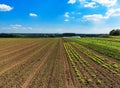 Vegetable fields in spring