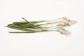 Five Raw Garlic Tender on green leaf on white background Royalty Free Stock Photo