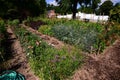 Vegetable and Flower Garden behind a home Royalty Free Stock Photo