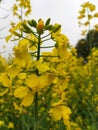 Vegetable flowers