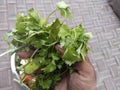 Vegetable food gujarat