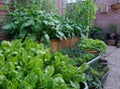 Vegetable fresh organic garden. small garden with little greenhouse in the city. Growing own vegetables. organic garden. Royalty Free Stock Photo