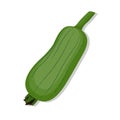 Vegetable fresh organic loofah cartoon illustration