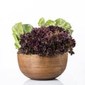 Vegetable: Fresh Red Leaf Lettuce and Green Romaine Lettuce in Brown Wooden Bowl Isolated on White Background Royalty Free Stock Photo