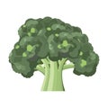 Vegetable fresh ripe broccoli