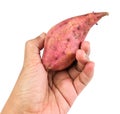 Hand Hodling Raw Sweet Potato on White Background Royalty Free Stock Photo