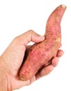 Hand Hodling Raw Sweet Potato on White Background Royalty Free Stock Photo