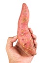 Hand Holding Raw Sweet Potato on White Background Royalty Free Stock Photo