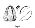 Hand Drawn of Chayote Fruit on White Background Royalty Free Stock Photo