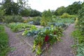 Vegetable garden