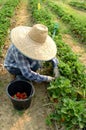 Vegetable garden