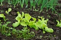 Vegetable Garden Royalty Free Stock Photo