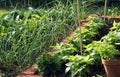 Vegetable garden Royalty Free Stock Photo