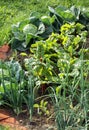 Vegetable garden Royalty Free Stock Photo
