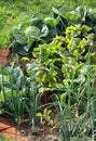 Vegetable garden