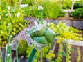 Vegetable garden Royalty Free Stock Photo