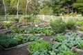 Vegetable garden Royalty Free Stock Photo