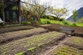 Vegetable garden