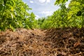 Vegetable garden, agriculture, potato beds