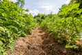 Vegetable garden, agriculture, potato beds