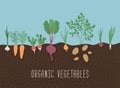 Vegetable garden banner. Organic and healthy food