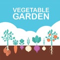 Vegetable garden banner. Organic and healthy food. Poster with root veggies.