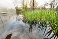 Vegetable Garden Bed with green onion In Water During Spring Flood floodwaters during natural disaster. Water deluge