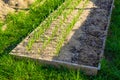 Vegetable garden bed with growing garlic and dry grass mulch, evening sunset lighting.Spring vegetable garden