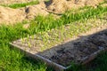 Vegetable garden bed with growing garlic and dry grass mulch, evening sunset lighting.Spring vegetable garden Royalty Free Stock Photo