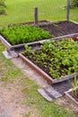 Vegetable garden beds with growing natural vegetables in the village
