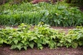 Vegetable garden with beds in rows, planted in crop rotation wit