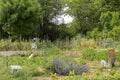 In the vegetable garden at the beginning of June, crops of fruits, vegetables and flowers, association of companion plants, favora Royalty Free Stock Photo