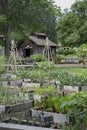 Vegetable Garden