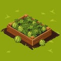 Vegetable Garden Box with Watermelons. Set 7