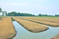 Vegetable garden.