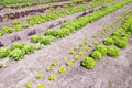 Vegetable garden by castle Hackfort. Royalty Free Stock Photo