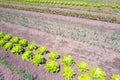 Vegetable garden by castle Hackfort. Royalty Free Stock Photo