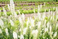Vegetable garden by castle Hackfort. Royalty Free Stock Photo